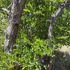 Unverified Other Shrub at Red Hill, ACT - 13 Nov 2025 by KaiDewPHD