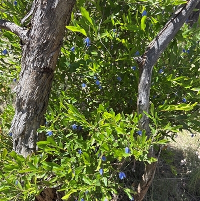 Unverified Other Shrub at Red Hill, ACT - 13 Nov 2025 by KaiDewPHD