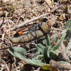 Podalonia tydei (Caterpillar-hunter wasp) at Rendezvous Creek, ACT - 18 Nov 2025 by RodDeb