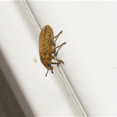 Rhynolaccus sp. (genus) at Rendezvous Creek, ACT - 18 Nov 2025 by RodDeb