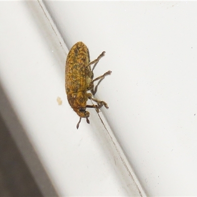 Rhynolaccus sp. (genus) at Rendezvous Creek, ACT - 18 Nov 2025 by RodDeb