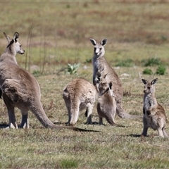 Macropus giganteus at Rendezvous Creek, ACT - 18 Nov 2025 by RodDeb