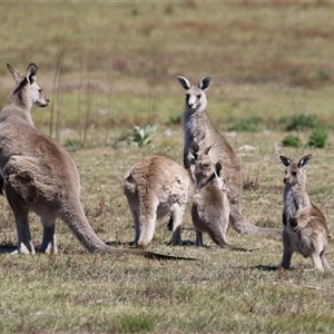 Macropus giganteus (Eastern Grey Kangaroo) at Rendezvous Creek, ACT - 18 Nov 2025 by RodDeb