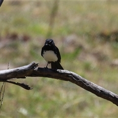 Rhipidura leucophrys at Rendezvous Creek, ACT - 18 Nov 2025 by RodDeb