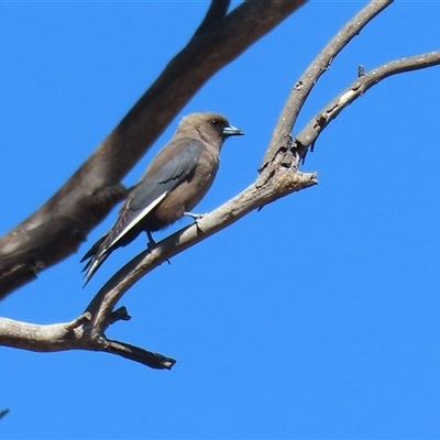 Artamus cyanopterus at Rendezvous Creek, ACT - 18 Nov 2025 by RodDeb