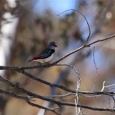 Stagonopleura guttata at Rendezvous Creek, ACT - 18 Nov 2025 by RodDeb