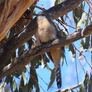 Cacomantis flabelliformis at Rendezvous Creek, ACT - 18 Nov 2025 by RodDeb