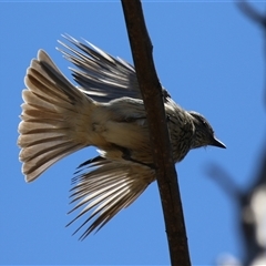 Pachycephala rufiventris at Rendezvous Creek, ACT - 18 Nov 2025 by RodDeb