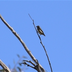 Pardalotus striatus at Rendezvous Creek, ACT - 18 Nov 2025 by RodDeb