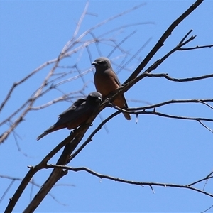Artamus superciliosus at Rendezvous Creek, ACT - 18 Nov 2025 by RodDeb