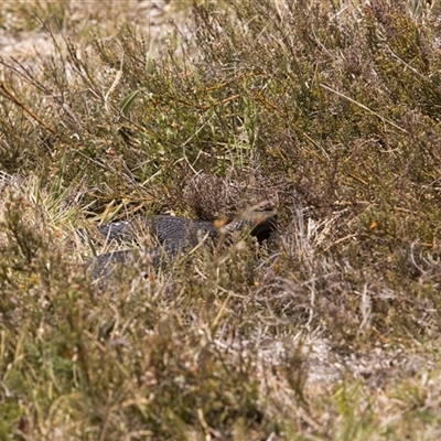 Austrelaps ramsayi at Rendezvous Creek, ACT - 20 Nov 2025 by PeteRav