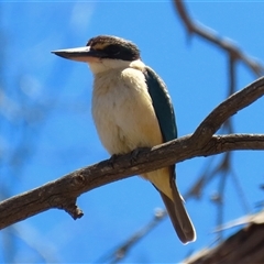 Todiramphus sanctus at Booth, ACT - 18 Nov 2025 by RodDeb