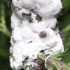 Unverified Scale insect or Mealybug (Hemiptera, Coccoidea) at Strathnairn, ACT - 19 Nov 2025 by TimL