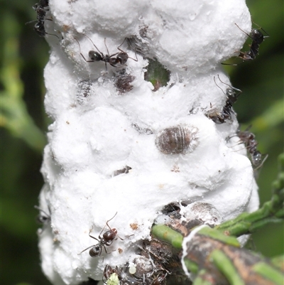 Unverified Scale insect or Mealybug (Hemiptera, Coccoidea) at Strathnairn, ACT - 19 Nov 2025 by TimL