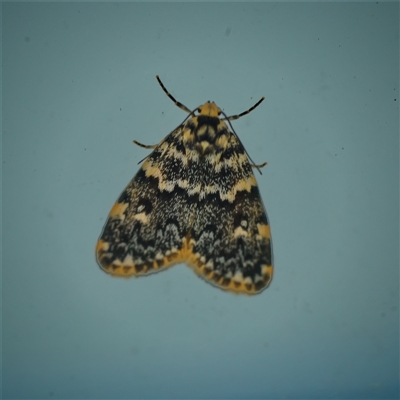 Halone coryphoea (Eastern Halone moth) at Page, ACT - 10 Nov 2025 by DonTaylor