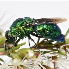 Chrysididae (family) by DianneClarke
