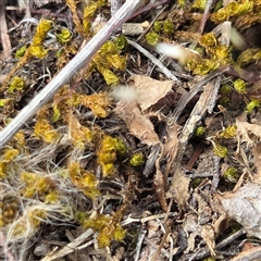 Unverified Fern or Clubmoss at Watson, ACT - 14 Nov 2025 by HappyWanderer