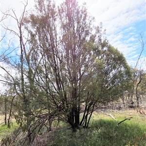 Exocarpos cupressiformis at Watson, ACT - 14 Nov 2025 by HappyWanderer