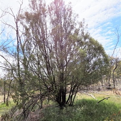Exocarpos cupressiformis (Cherry Ballart) at Watson, ACT - 14 Nov 2025 by HappyWanderer