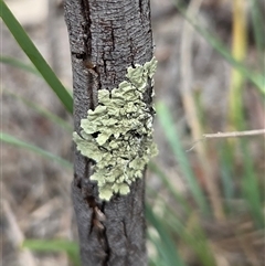 Unverified Lichen at Watson, ACT - 14 Nov 2025 by HappyWanderer