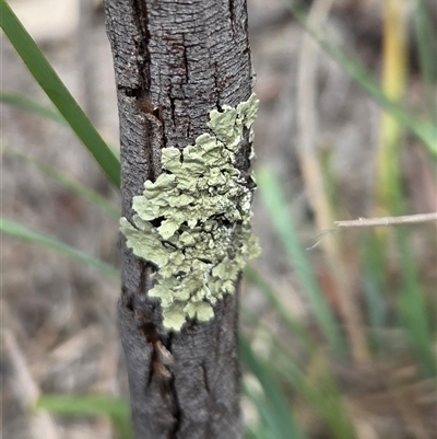 Unverified Lichen at Watson, ACT - 14 Nov 2025 by HappyWanderer