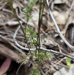 Clematis leptophylla at Watson, ACT - 14 Nov 2025 by HappyWanderer