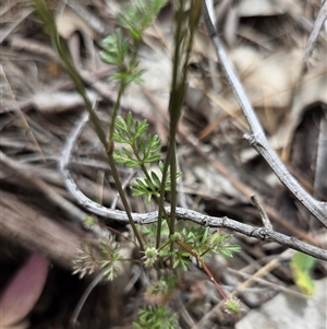 Clematis leptophylla at Watson, ACT - 14 Nov 2025 by HappyWanderer