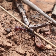 Iridomyrmex purpureus (Meat Ant) at Watson, ACT - 14 Nov 2025 by HappyWanderer