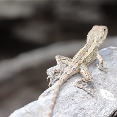 Amphibolurus muricatus (Jacky Lizard) at Watson, ACT - 14 Nov 2025 by HappyWanderer