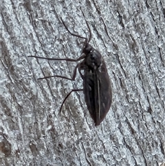 Unverified True bug (Hemiptera, Heteroptera) at Watson, ACT - 14 Nov 2025 by HappyWanderer