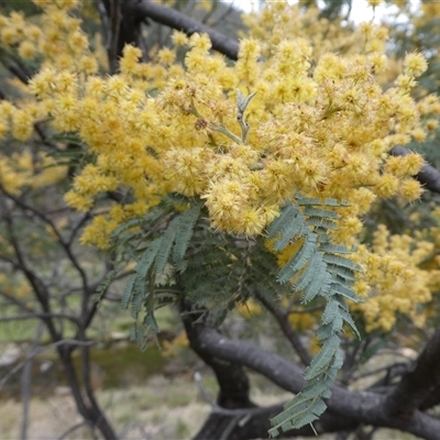 Acacia boormanii at Ballyroe, NSW - 12 Oct 2018 by TwoRivers