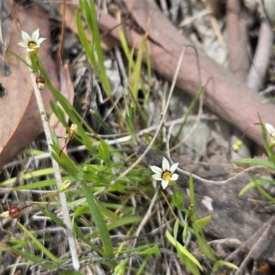 Unverified Other Wildflower or Herb at Watson, ACT - 14 Nov 2025 by HappyWanderer