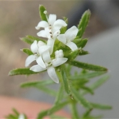 Asperula conferta at Ballyroe, NSW - 12 Oct 2018 by TwoRivers