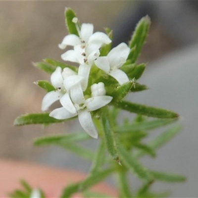Asperula conferta at Ballyroe, NSW - 12 Oct 2018 by TwoRivers