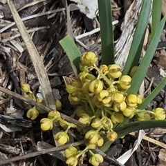 Unverified Other Wildflower or Herb at Watson, ACT - 14 Nov 2025 by HappyWanderer