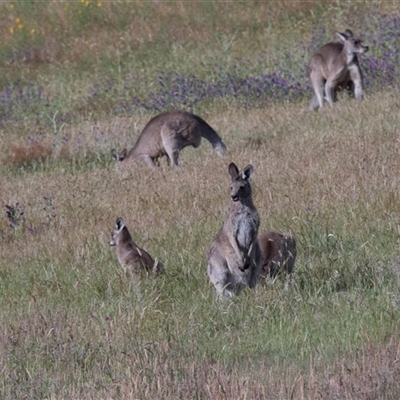 Macropus giganteus (Eastern Grey Kangaroo) at Hawker, ACT - 17 Nov 2025 by AlisonMilton