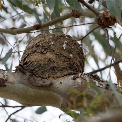 Grallina cyanoleuca at  - suppressed by AlisonMilton