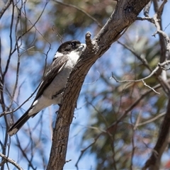 Cracticus torquatus at Campbell, ACT - 18 Nov 2025 by AlisonMilton