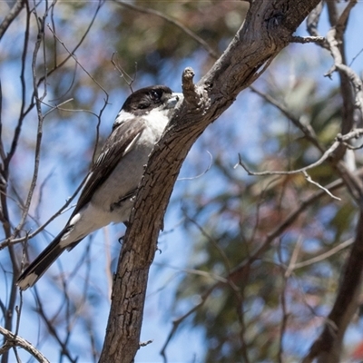 Cracticus torquatus at Campbell, ACT - 18 Nov 2025 by AlisonMilton