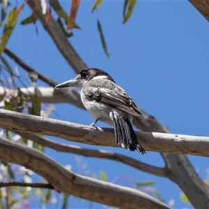 Cracticus torquatus (Grey Butcherbird) at Campbell, ACT - 19 Nov 2025 by AlisonMilton
