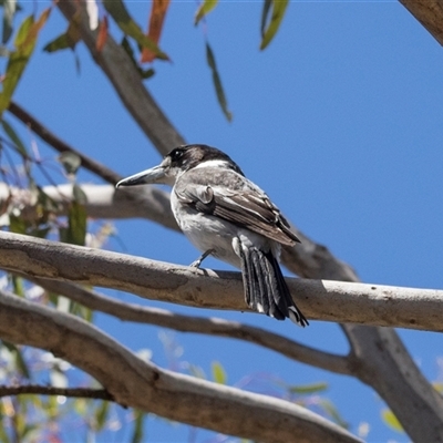 Cracticus torquatus at Campbell, ACT - Yesterday by AlisonMilton