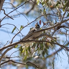 Manorina melanocephala (Noisy Miner) at Campbell, ACT - 19 Nov 2025 by AlisonMilton