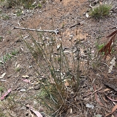 Juncus (genus) (A Rush) at Watson, ACT - 14 Nov 2025 by HappyWanderer