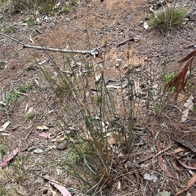 Juncus (genus) (A Rush) at Watson, ACT - 14 Nov 2025 by HappyWanderer
