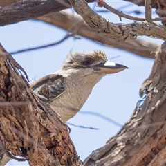 Dacelo novaeguineae (Laughing Kookaburra) at Campbell, ACT - 19 Nov 2025 by AlisonMilton