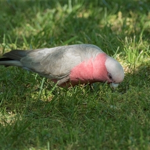 Eolophus roseicapilla (Galah) at Campbell, ACT - 19 Nov 2025 by AlisonMilton