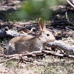Oryctolagus cuniculus at Campbell, ACT - 18 Nov 2025 by AlisonMilton