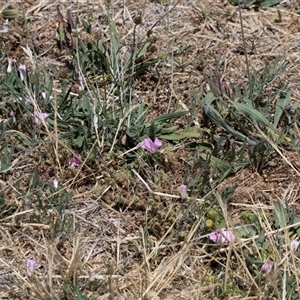 Convolvulus angustissimus at Campbell, ACT - 18 Nov 2025 by AlisonMilton