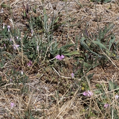 Convolvulus angustissimus at Campbell, ACT - 18 Nov 2025 by AlisonMilton