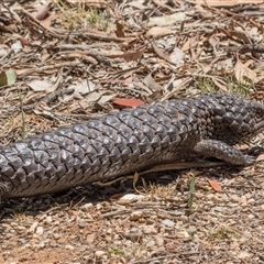 Tiliqua rugosa (Shingleback Lizard) at Campbell, ACT - 18 Nov 2025 by AlisonMilton
